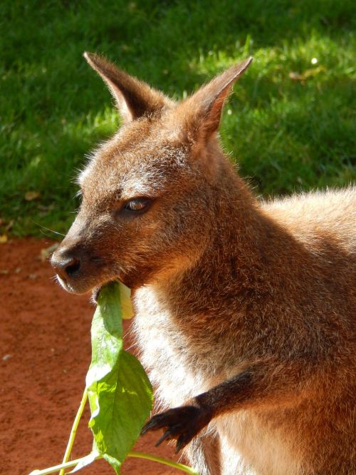 kangaroo animal zoo