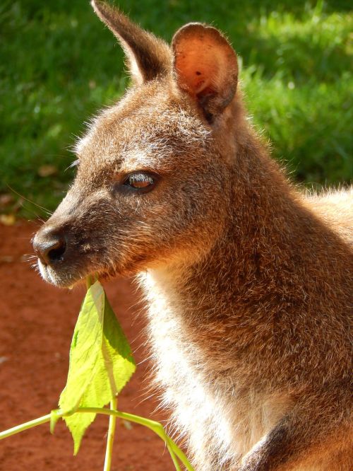 kangaroo zoo animal