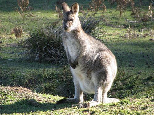 kangaroo bush australia