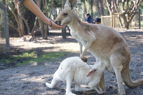 kangaroo joey australia