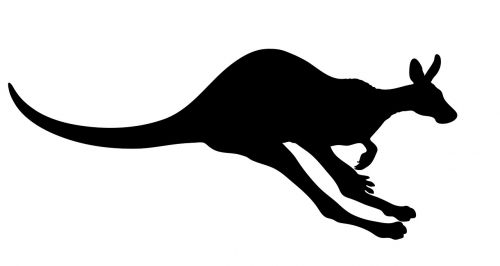 kangaroo animal marsupial