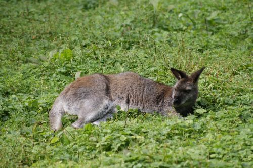 kangaroo grass it lies
