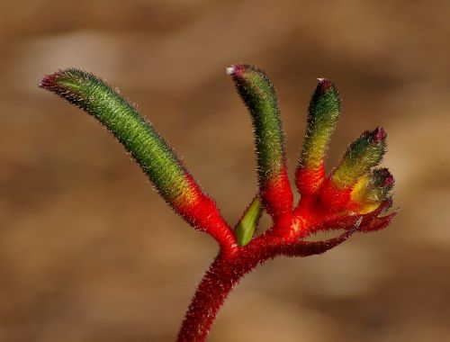 kangaroo paw flower flower buds