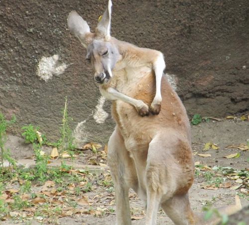 Kangaroo Scratching