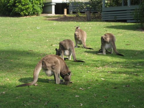 kangaroos australian native