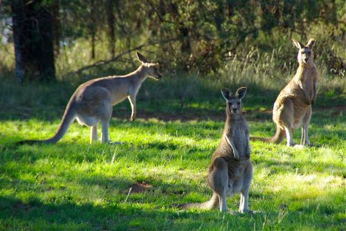 kangaroos animal kangaroo