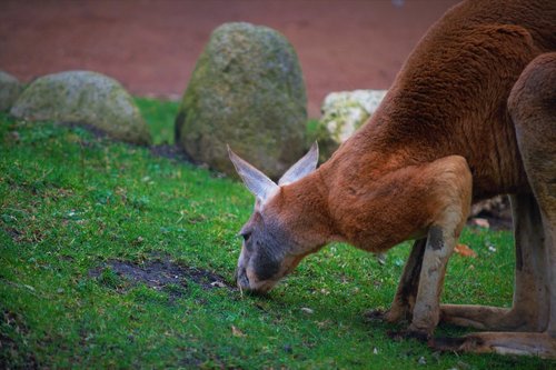 känguru  focus  wildlife