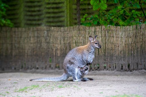 kanguru  zoo  kangaroo