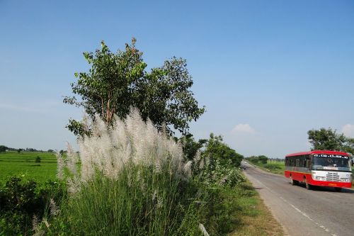 kans grass saccharum spontaneum wild sugarcane