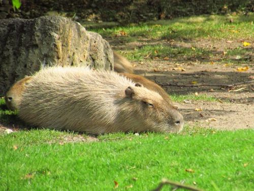 kapibara animal grass