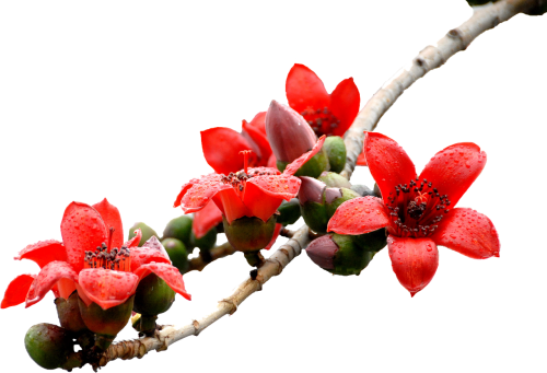 kapok flower red
