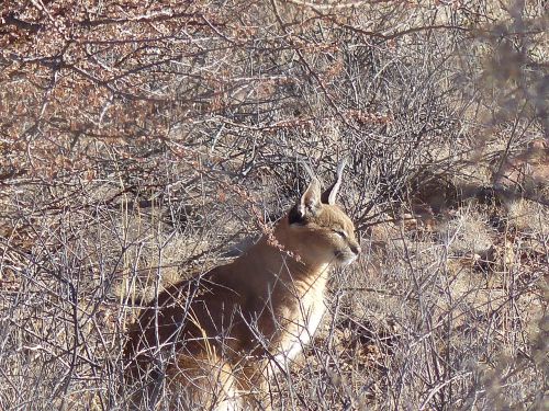 karakal wildcat lynx