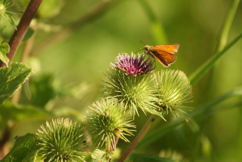 karłątek butterfly insect