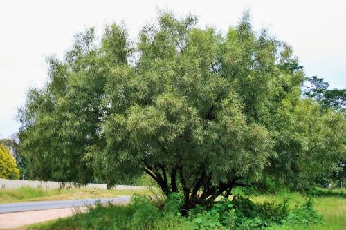 Karee Tree Adjacent To Road