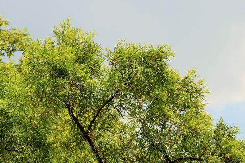 Karee Tree Against Clouds