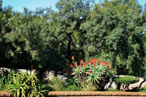 Karee Tree And Aloes In The Garden