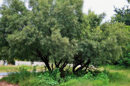 Karee Tree And Undergrowth