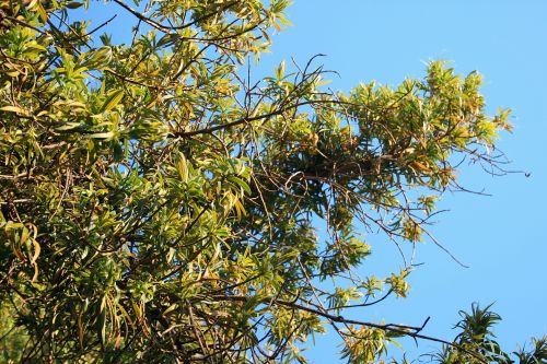 Karee Tree In The Sun