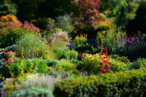 karl förster lower garden perennials