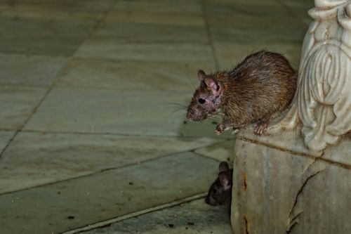 karni-mata-temple rat nature