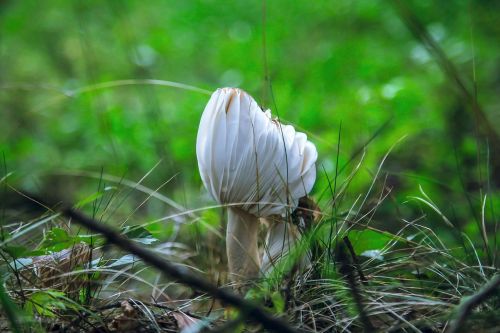 karuizawa mushroom green