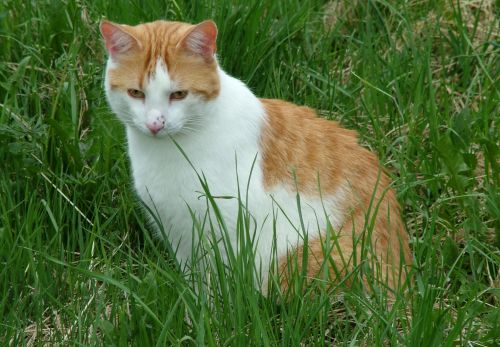 Cat Sitting In The Grass