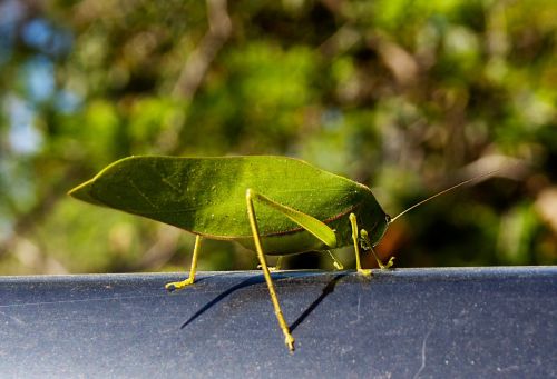 katydid insect