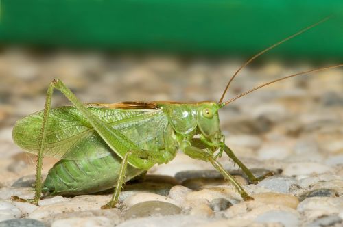 katydid grasshopper insect