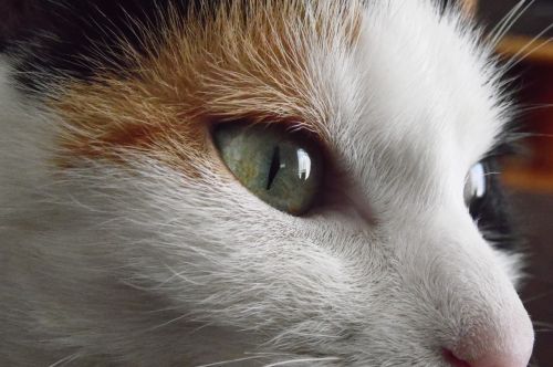katze cat eyes