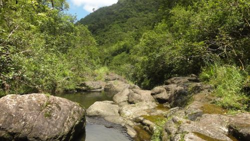 kauai jungle island