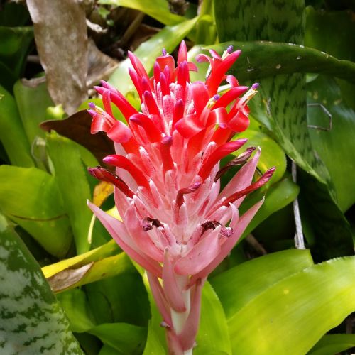 kauai hawaii flowers