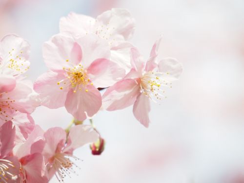 kawazu cherry blossom cherry flowers