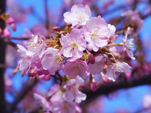 kawazu cherry blossom miura cherry
