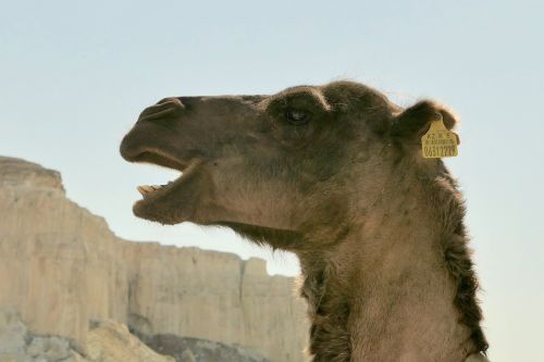 kazakhstan camel desert