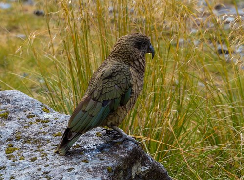 kea  bird  nature