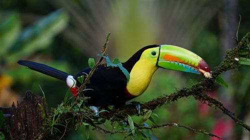 keel billed toucan costa rica bird