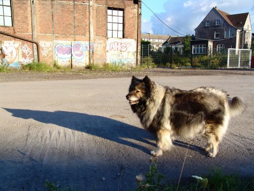 keeshond pointed dog breed