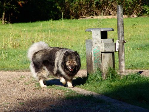 keeshond dog breed dog