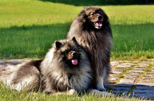 keeshond dogs pointed