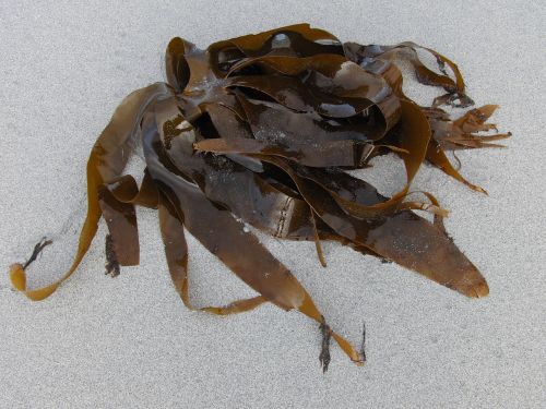 kelp sea seaweed
