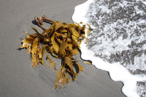 kelp seaweed sand