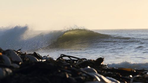 kelp wave atlantic