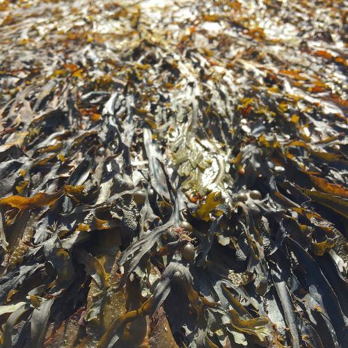kelp seaweed stranded