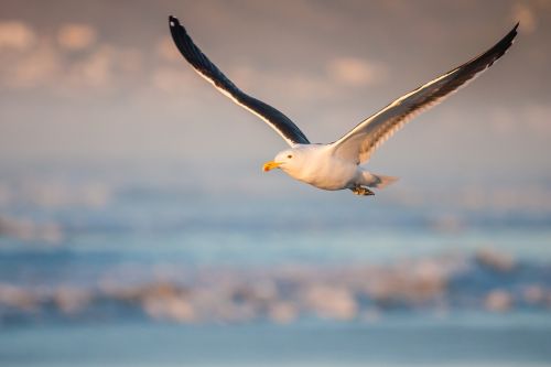 kelp gull in flight morning light fly