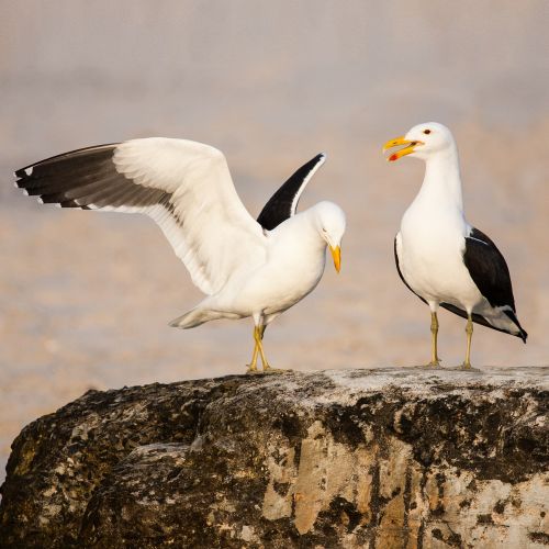 kelp gulls in love kelp gull cape gull