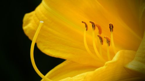 keltalilja lilium monadelphum yellow flower