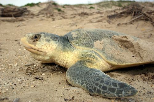 kemp's ridley sea turtle endangered wildlife