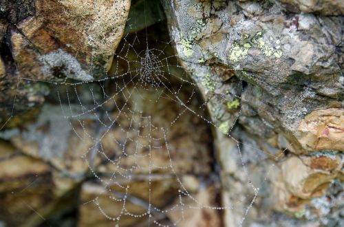 kennedy spider network