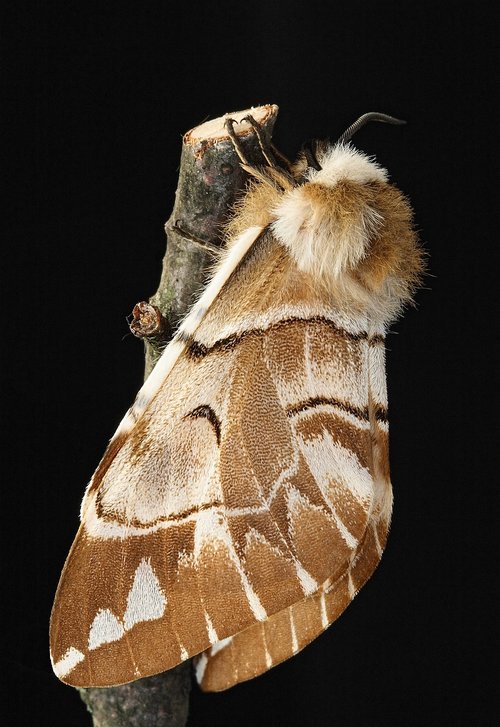 kentish glory  moth  macro