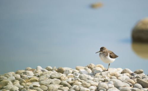 kentish plover bird field birds